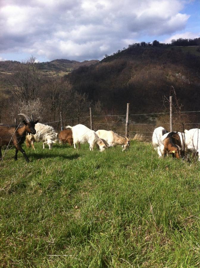 Agriturismo Il Covo Del Solengo Valtopina Eksteriør bilde
