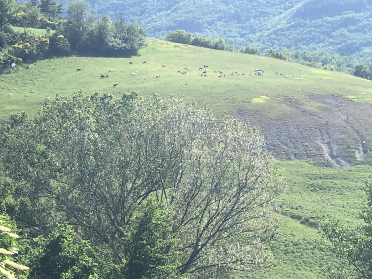 Agriturismo Il Covo Del Solengo Valtopina Eksteriør bilde