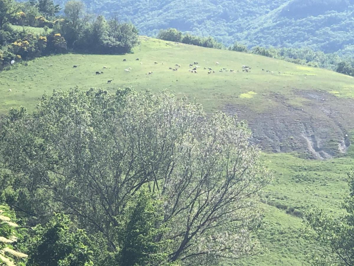 Agriturismo Il Covo Del Solengo Villa Valtopina Eksteriør bilde